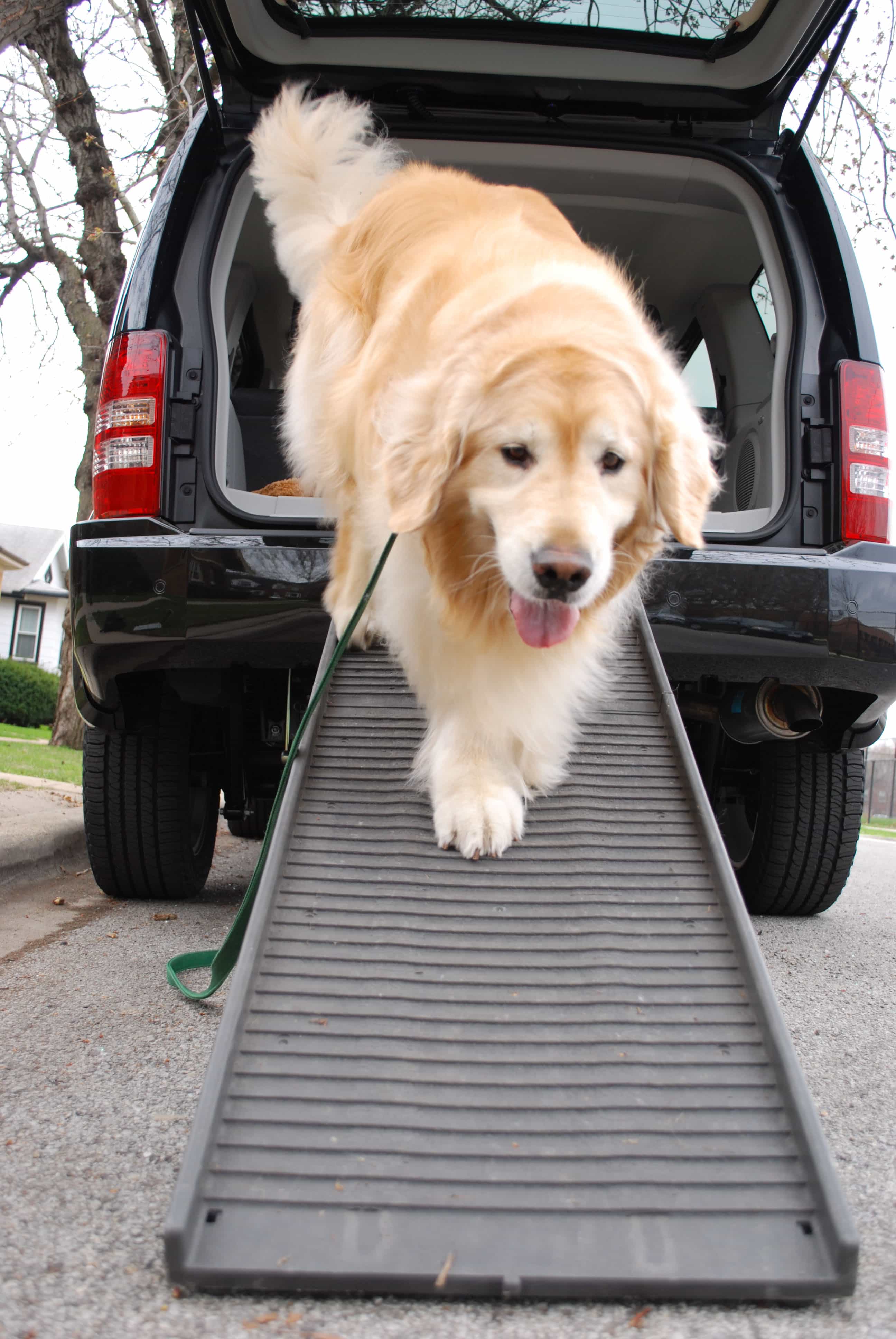 portable ramp for pets