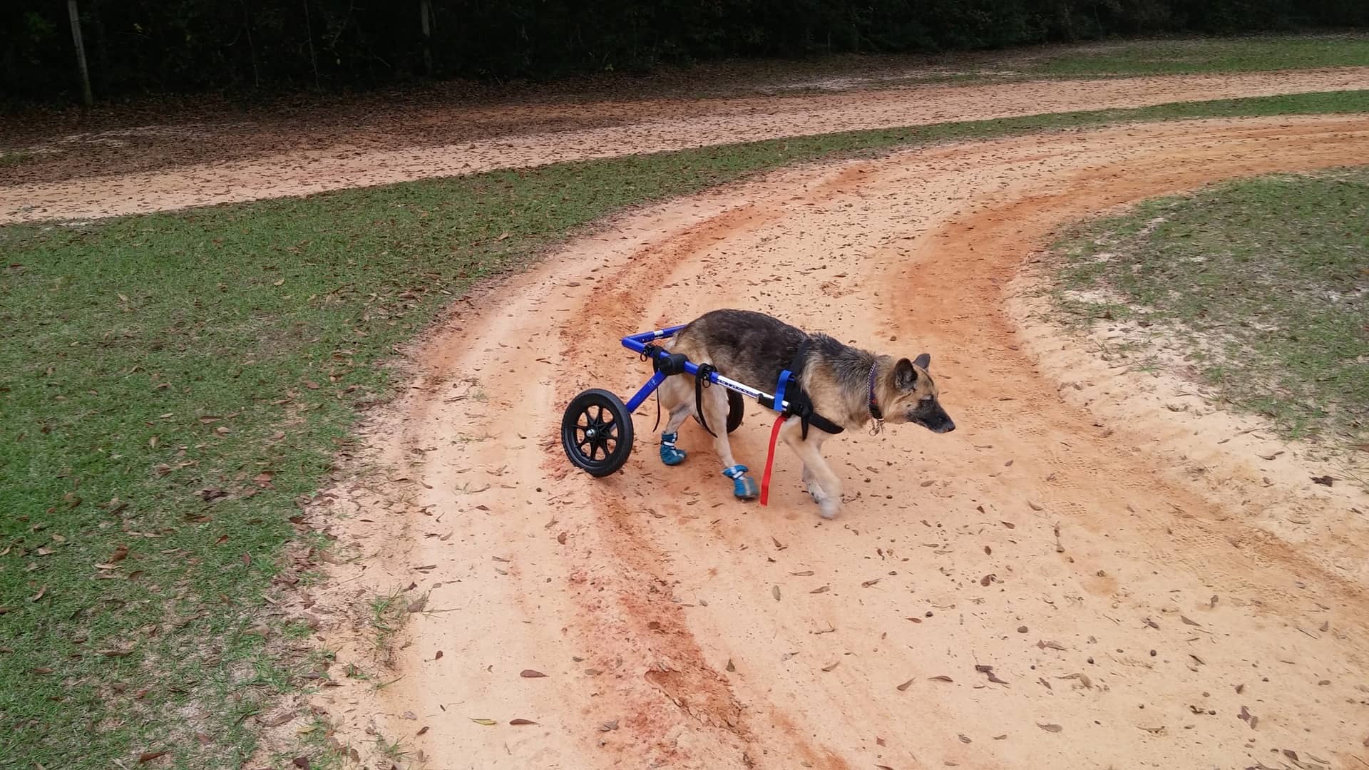 Pet Wheelchair - Disabled Pets