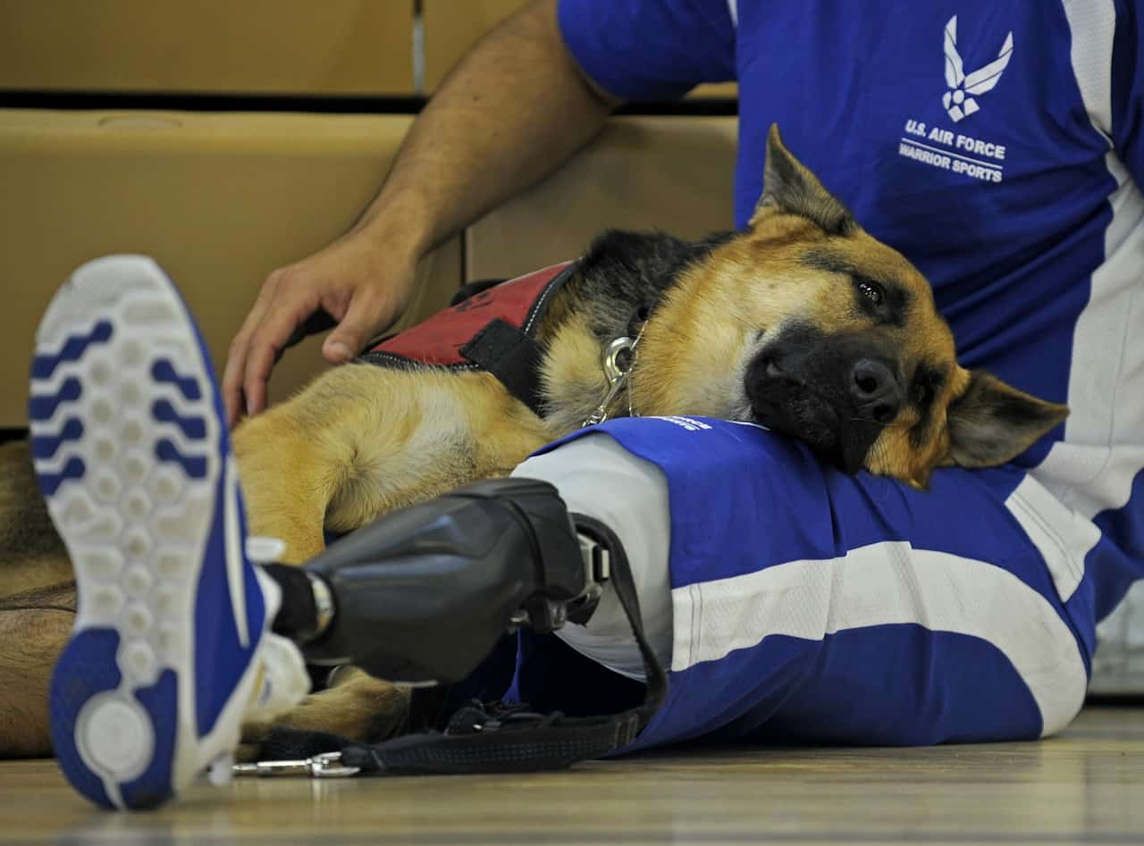 A service dog comforts a para-athlete with a prosthetic leg